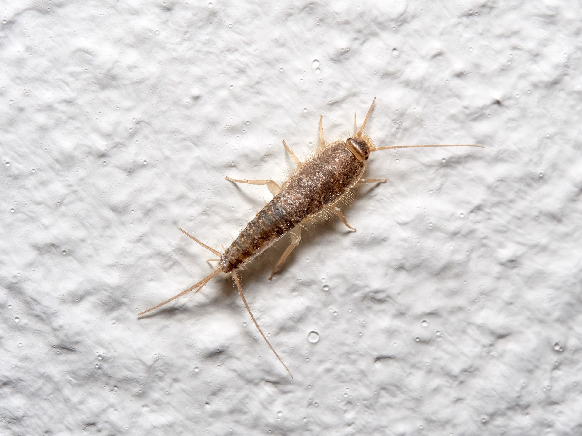 A silverfish is crawling on a white wall