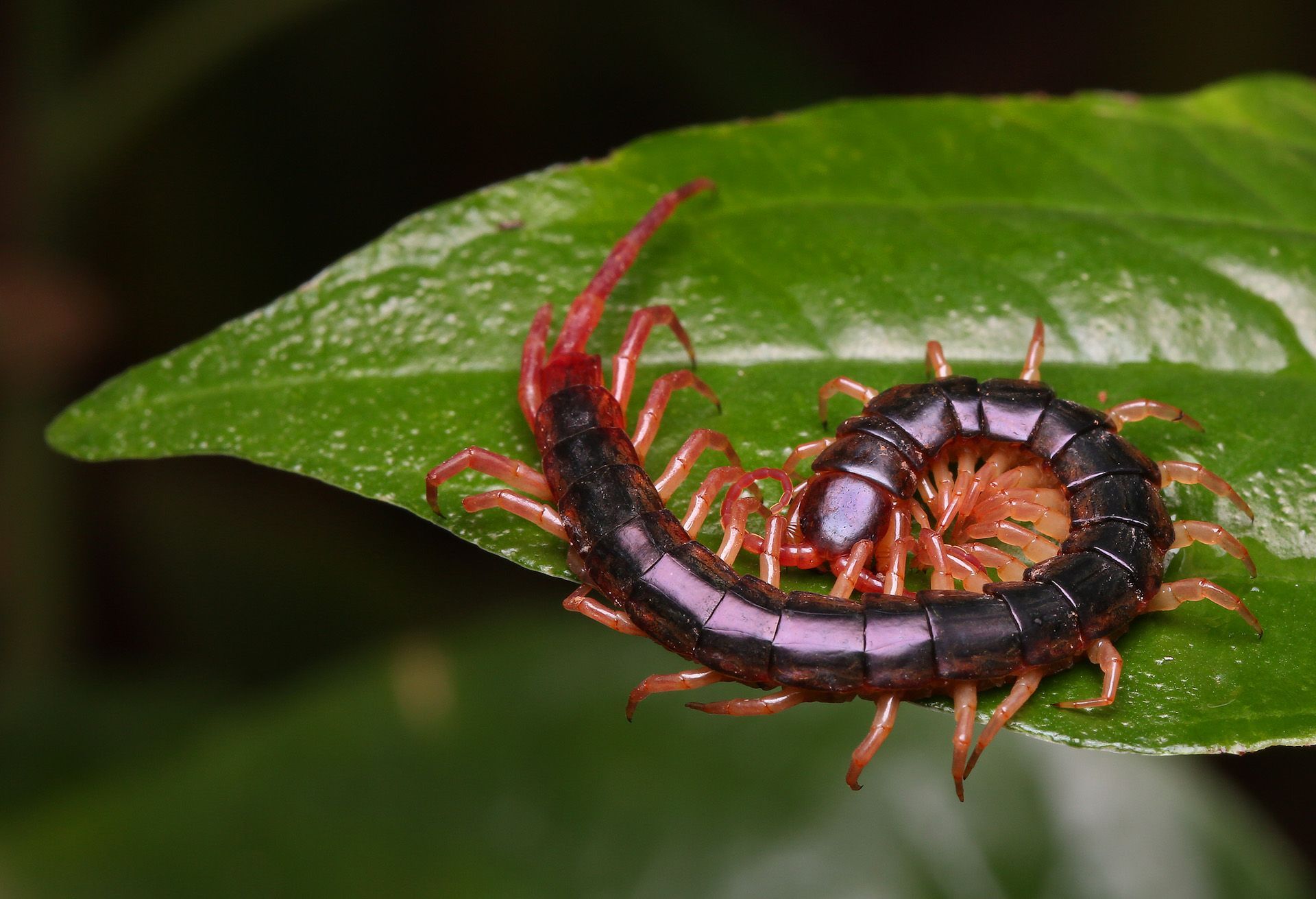 A centipede is sitting on top of a green leaf