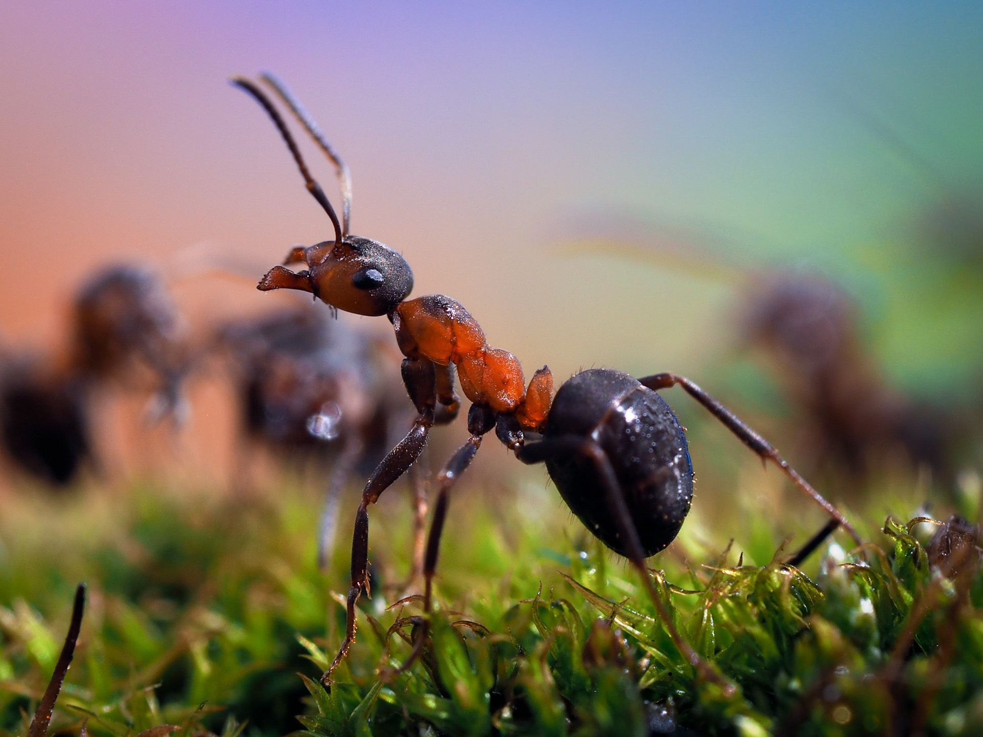 A close up of an ant walking on the grass