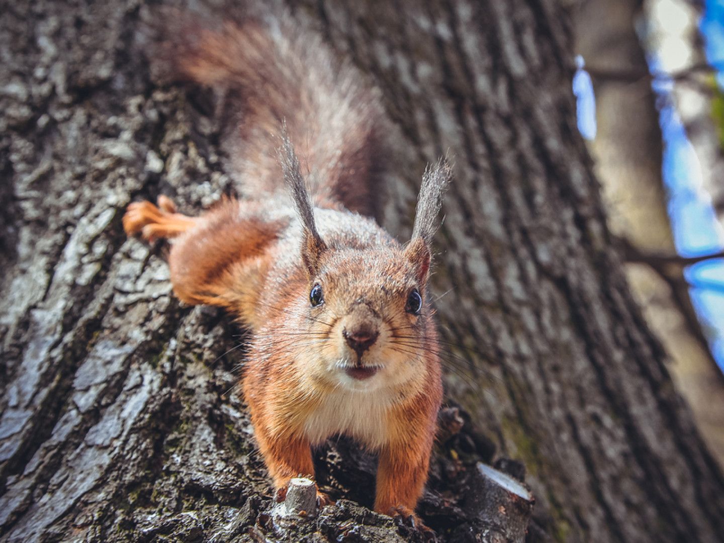 A squirrel is sitting on a tree trunk