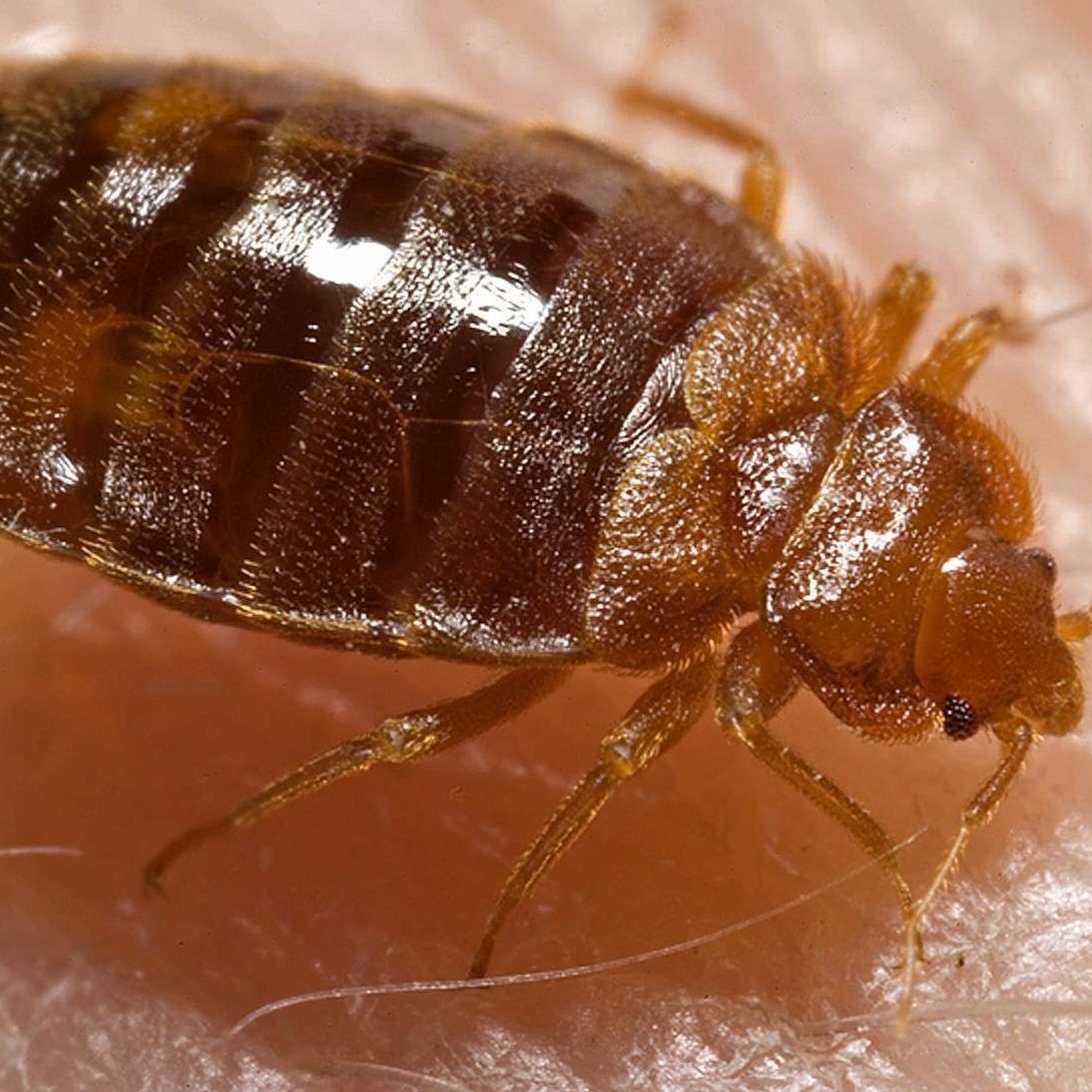 A close up of a bed bug on a person's skin