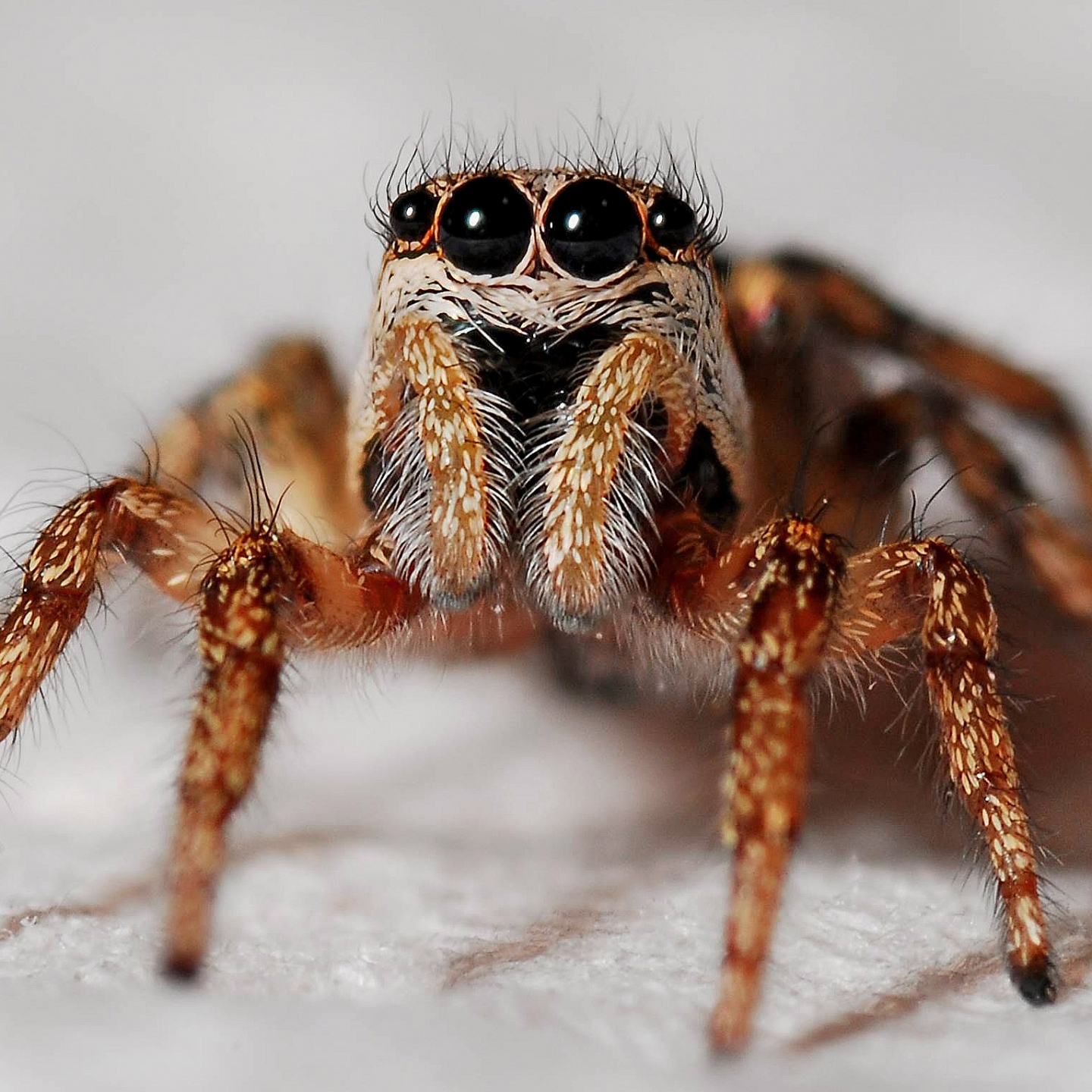 A close up of a jumping spider on a white surface