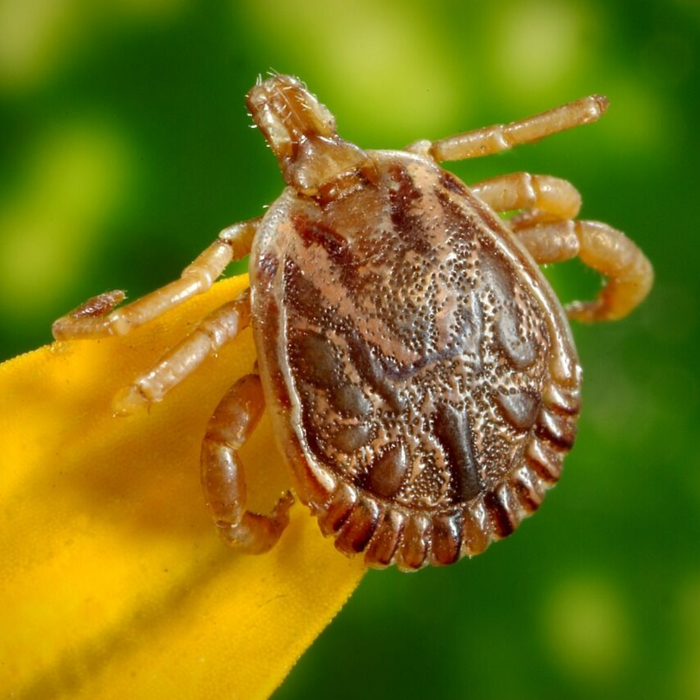 A close up of a tick on a yellow flower
