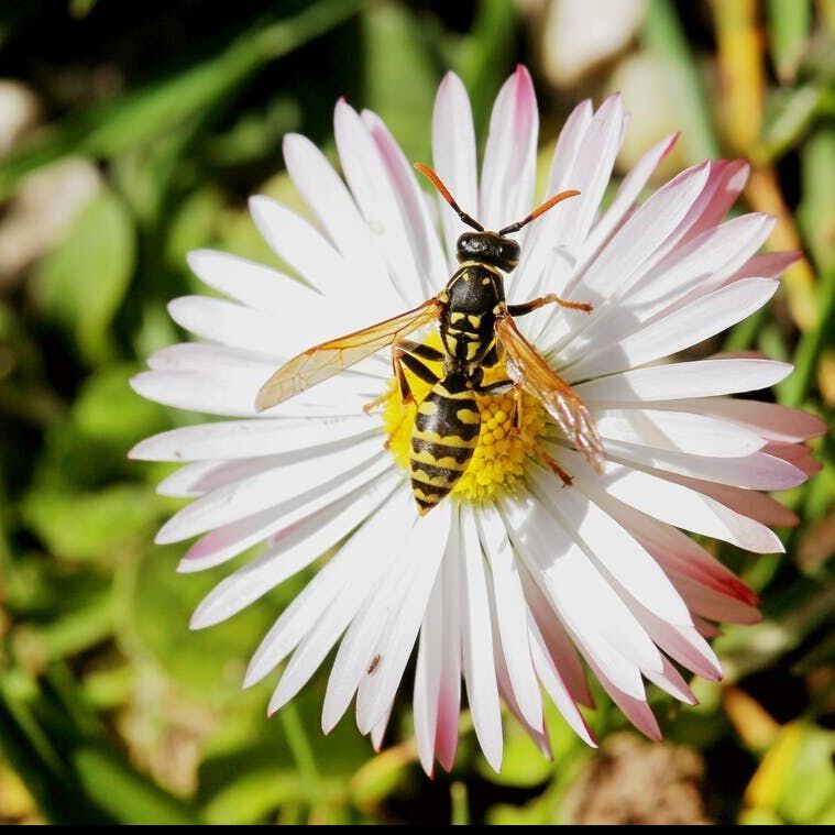 A wasp is sitting on top of a white flower