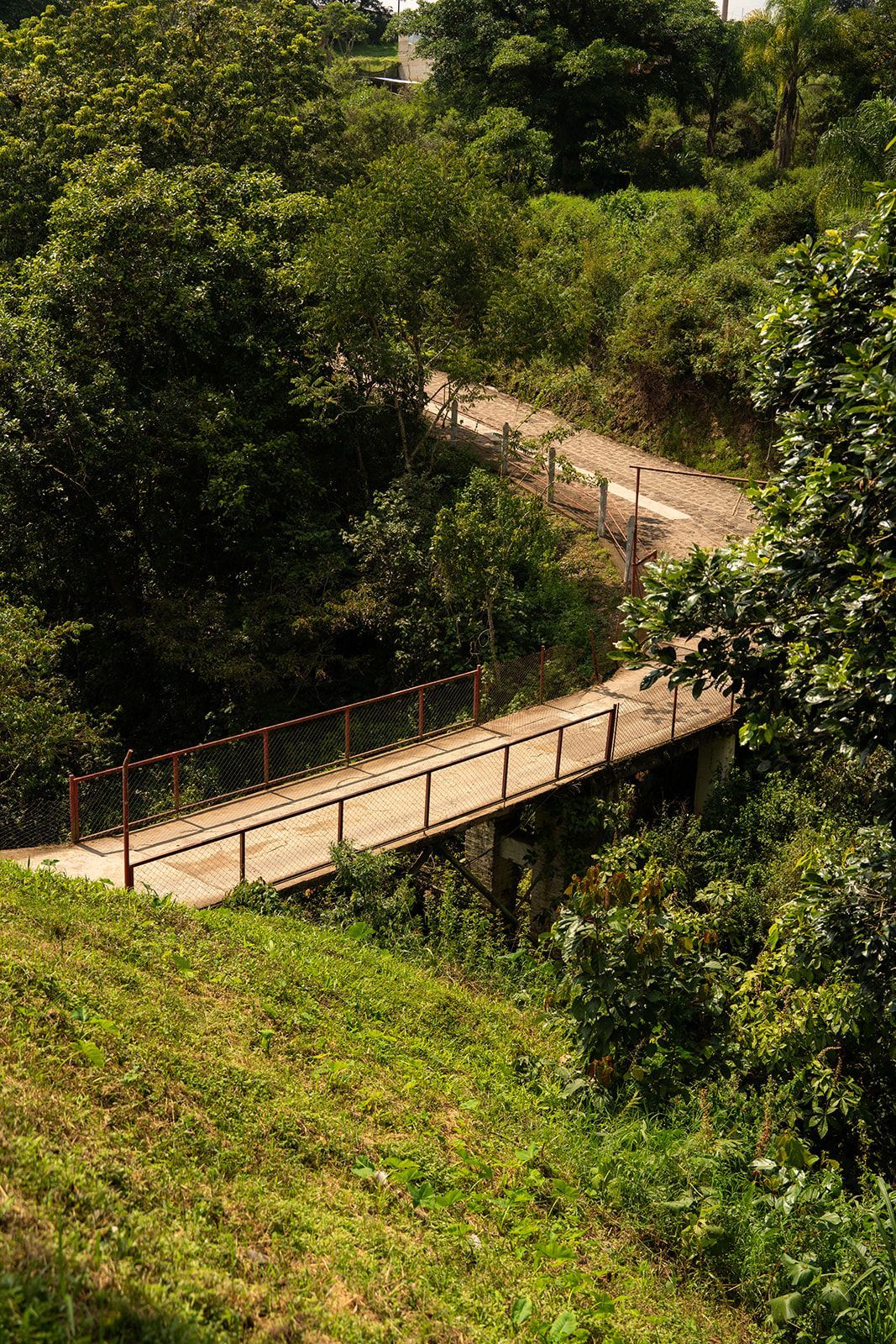Puente peatonal de madera en una exuberante ladera verde en medio de un denso bosque.