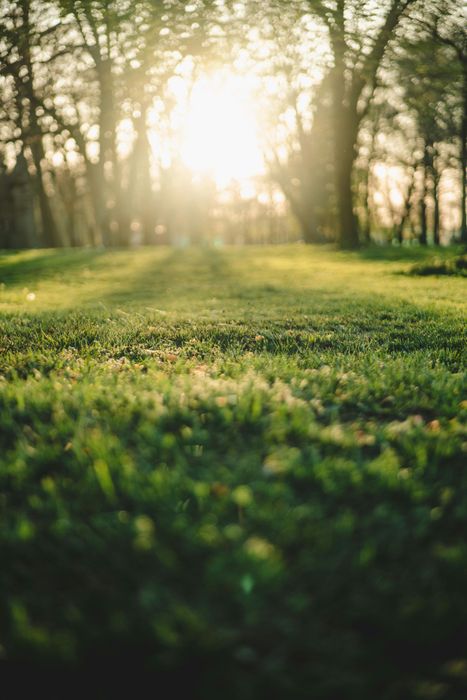 Sunlit forest clearing with green grass and tall trees, soft bokeh in the background