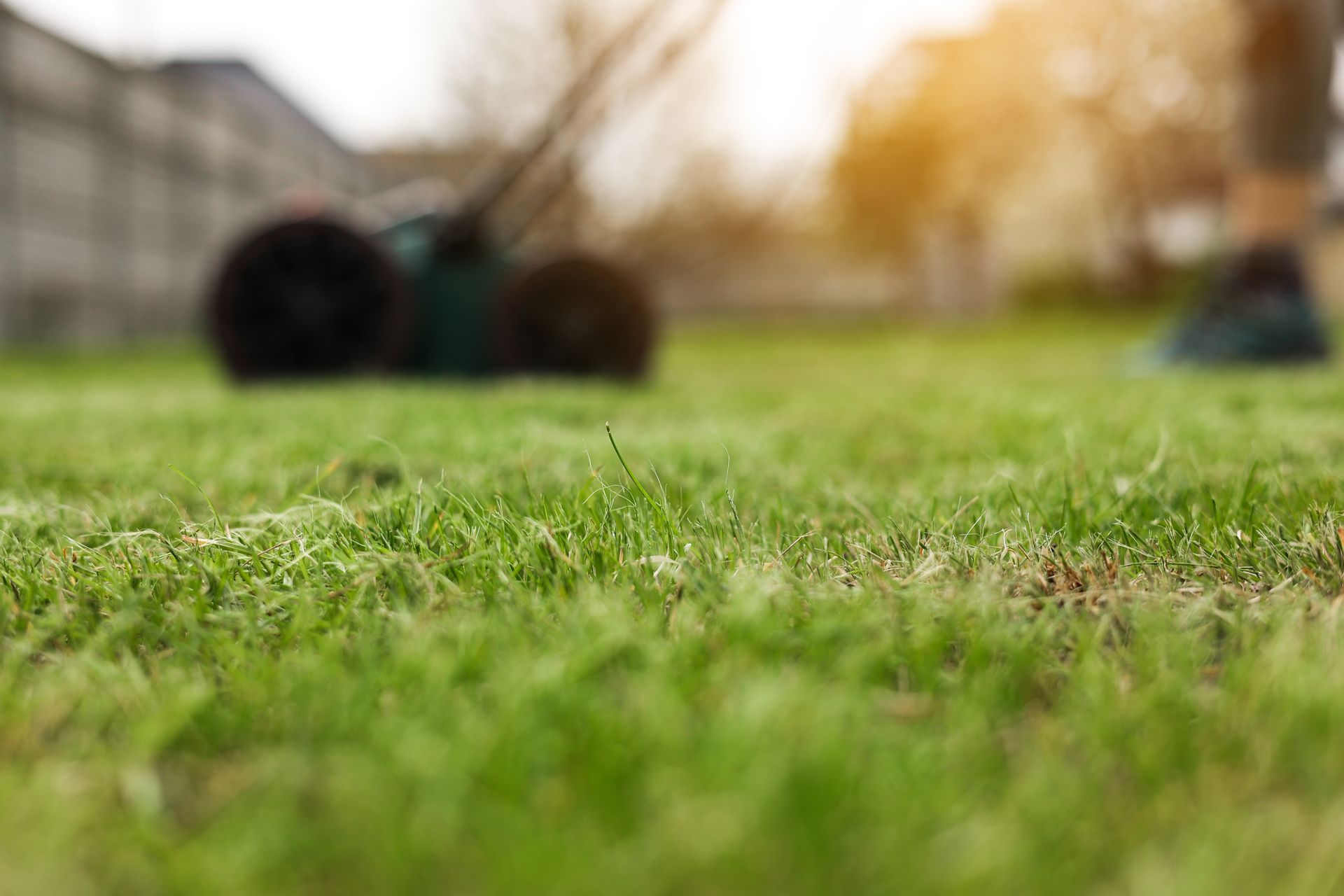 Close-up of dew-covered grass with a blurred car in the background on a roadside.
