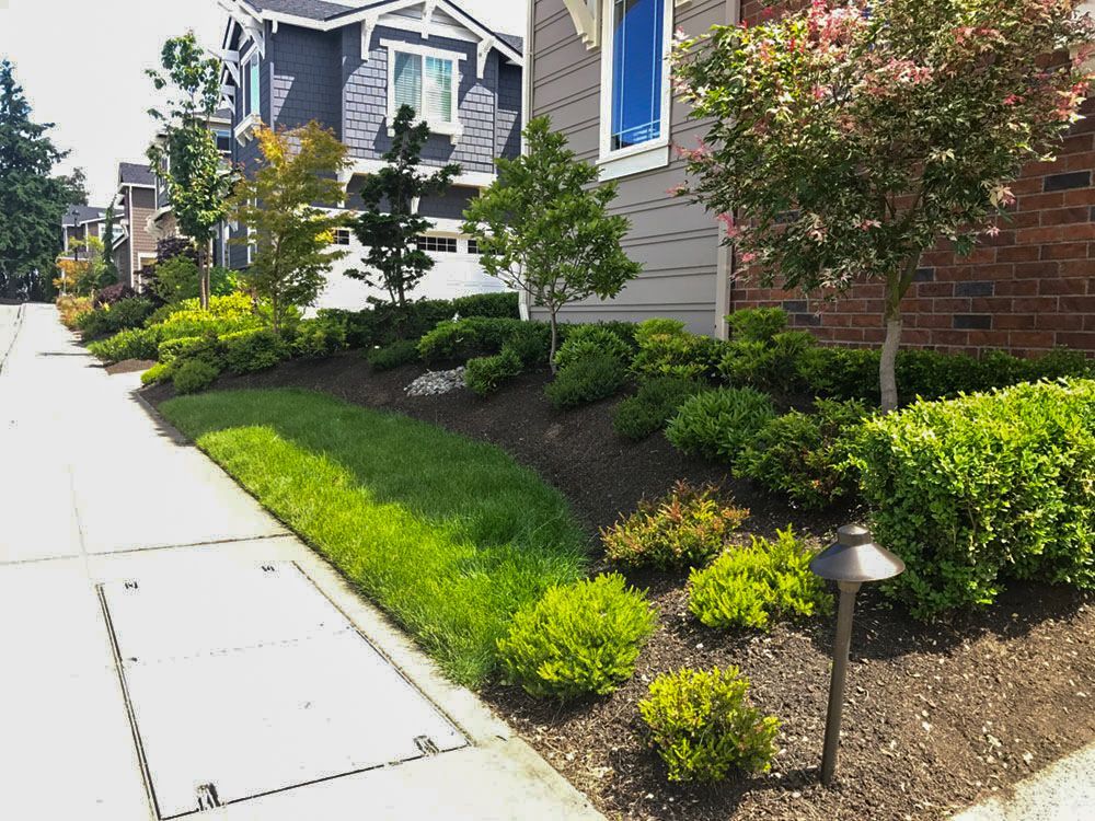 Landscaped front yards of houses with green bushes, trees, brown mulch, and a sidewalk.
