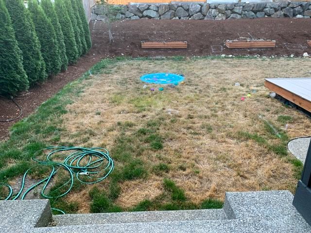 Dry lawn with a sprinkler, surrounded by green shrubs and a wooden deck.
