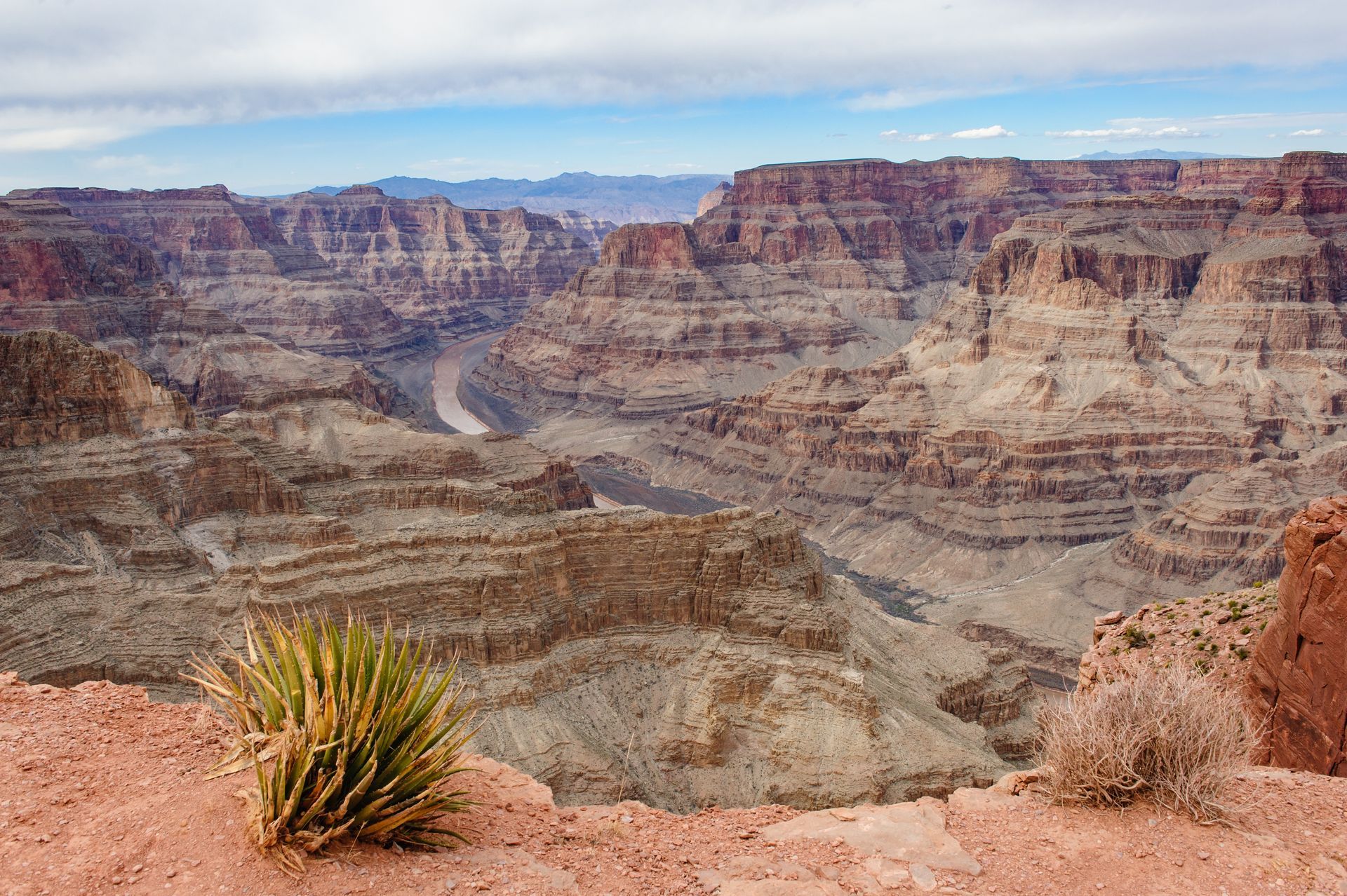 A view of the grand canyon from a cliff with a plant in the foreground.