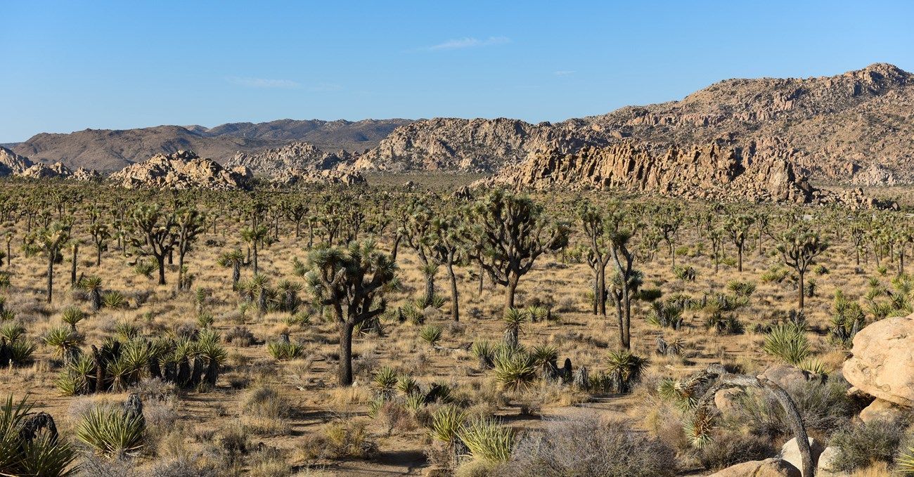 A desert landscape with mountains in the background and trees in the foreground.