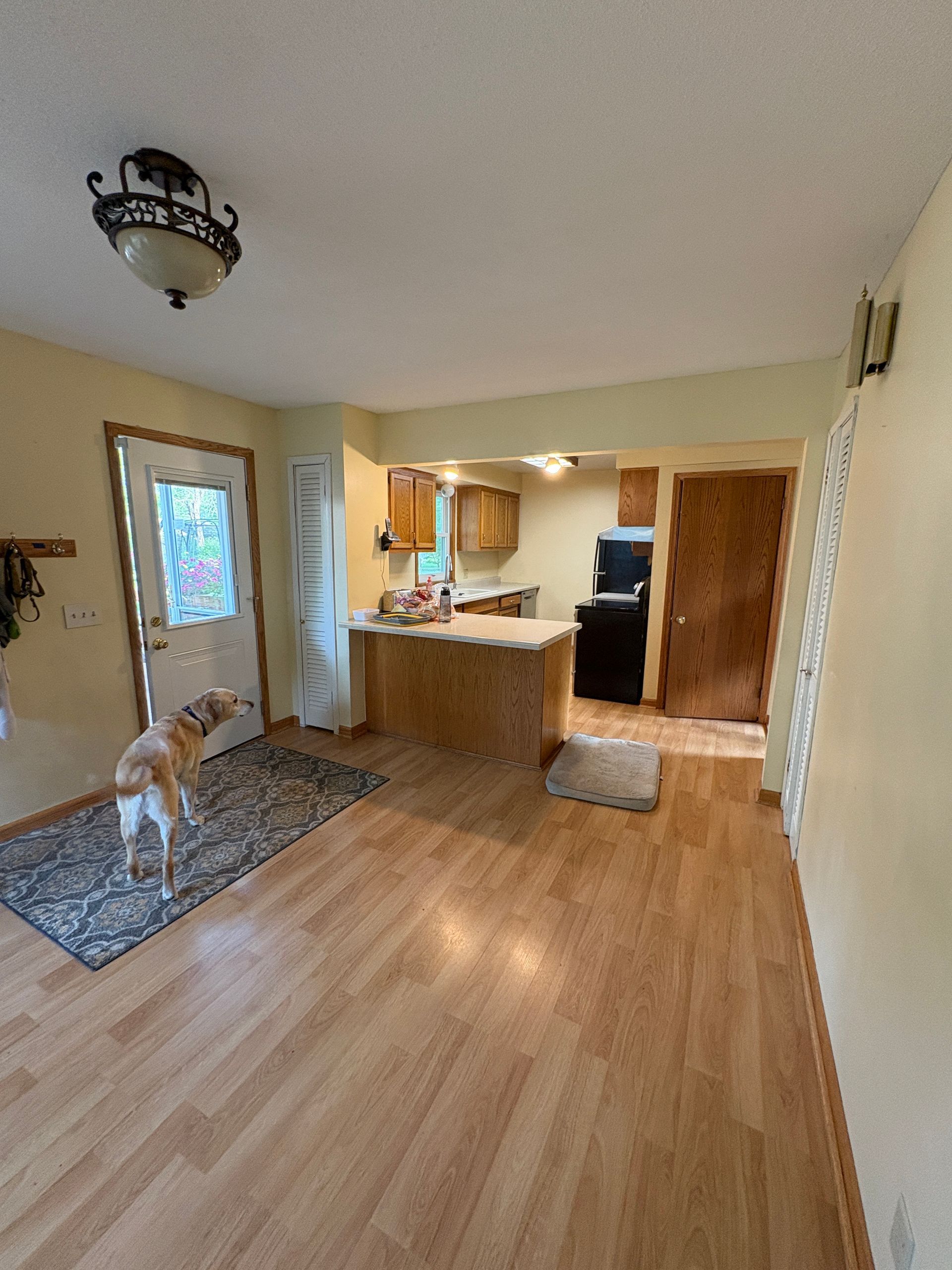 Dog stands near open door; view into kitchen with island and appliances. Light wood floor and yellow walls.
