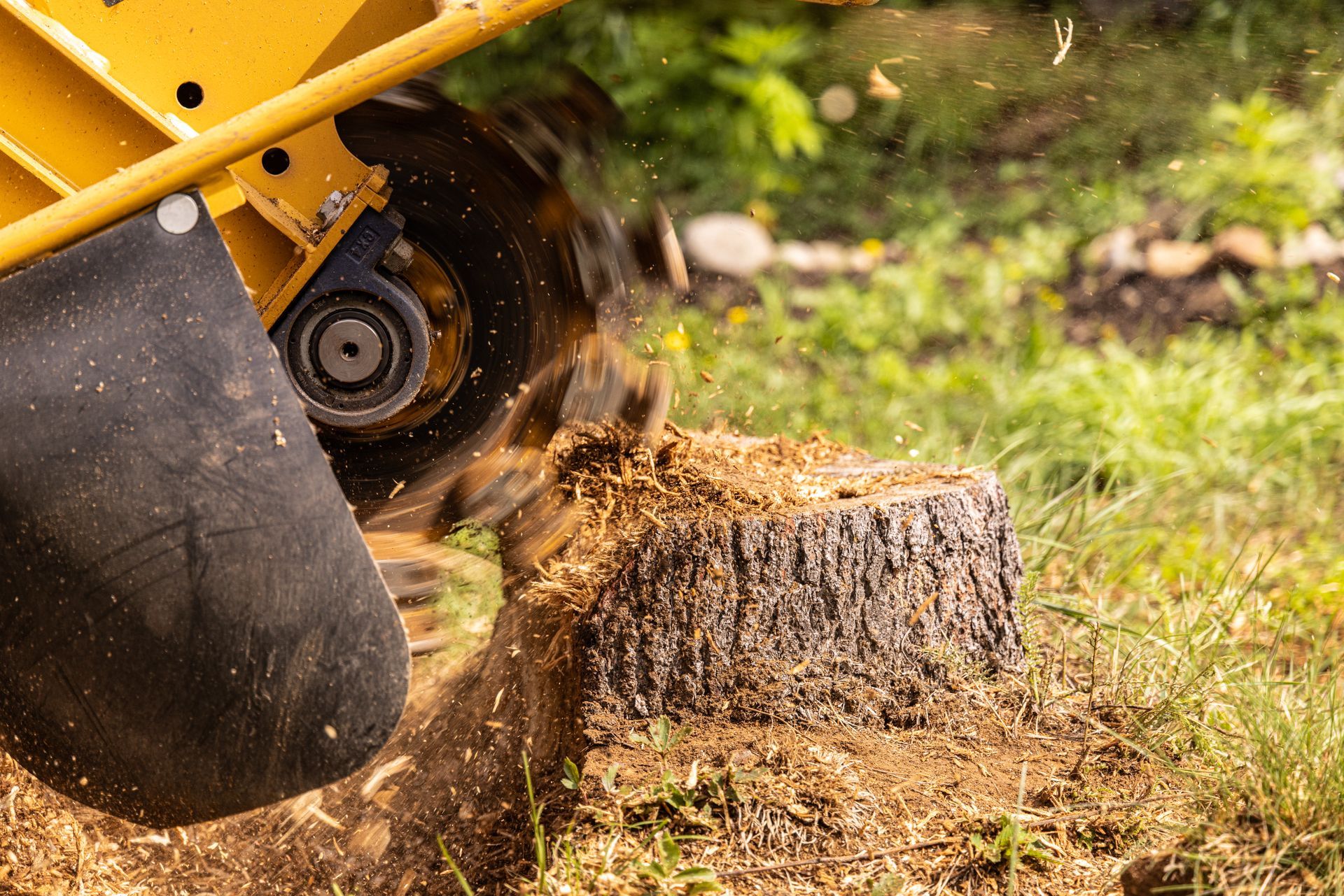 A yellow stump grinder cuts into a tree stump, spraying wood chips onto the grass in an outdoor setting.