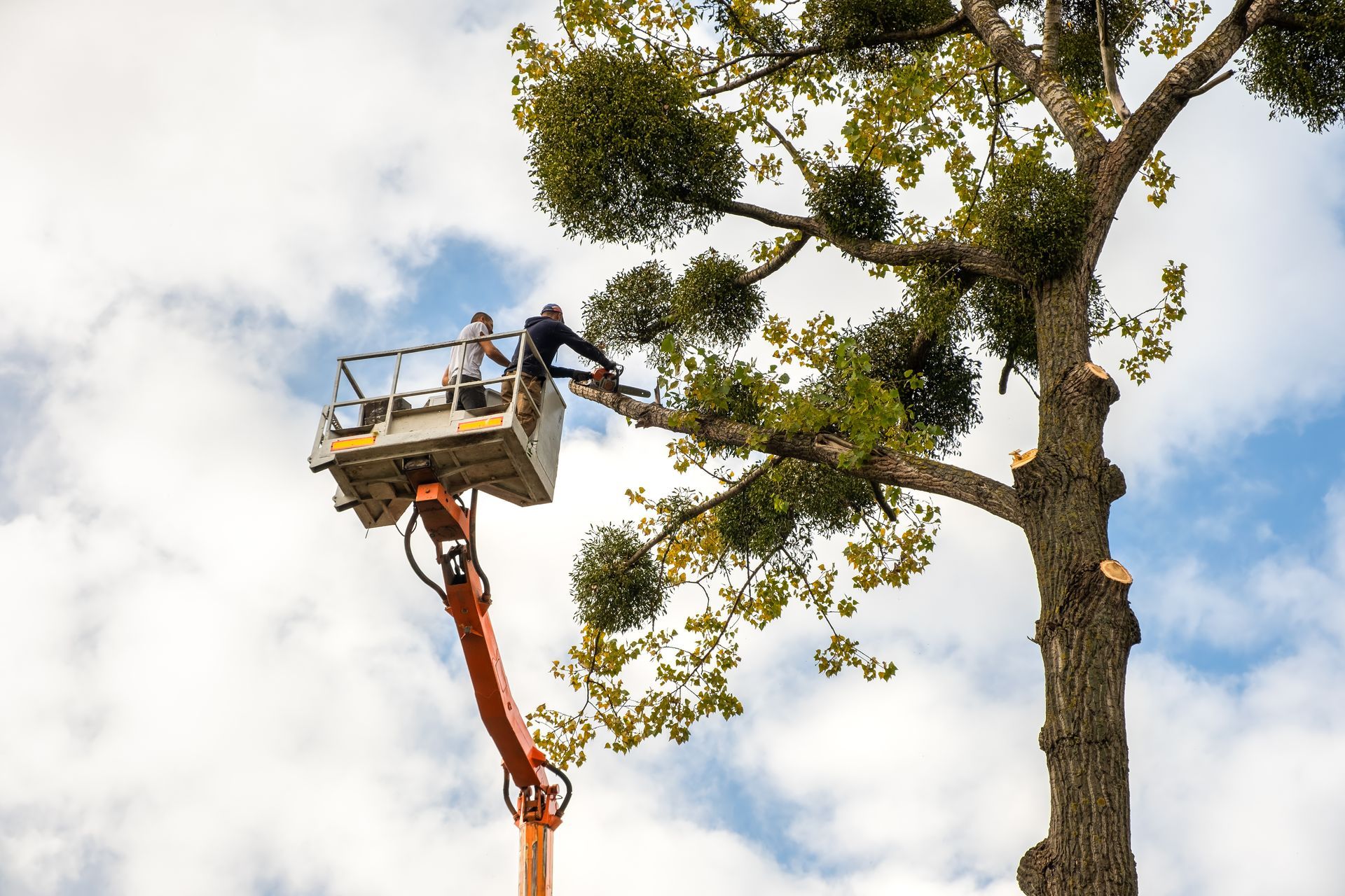 Professional tree removal services using a crane lift to safely prune high branches.