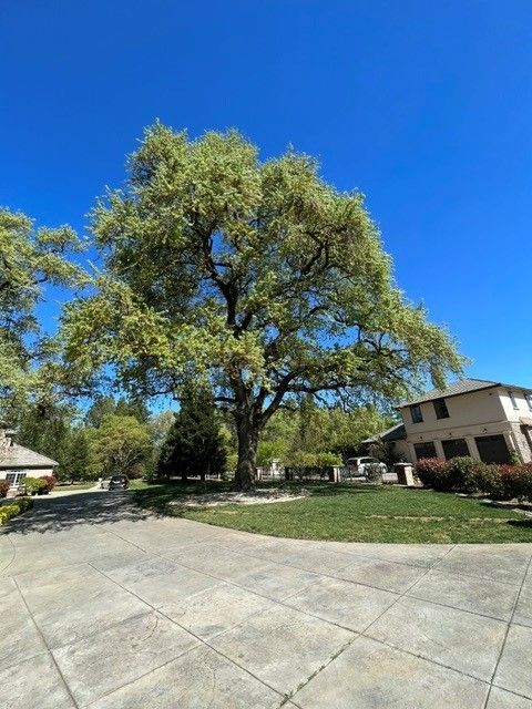 A large tree is in the middle of a driveway in front of a house  in Stockton, CA.