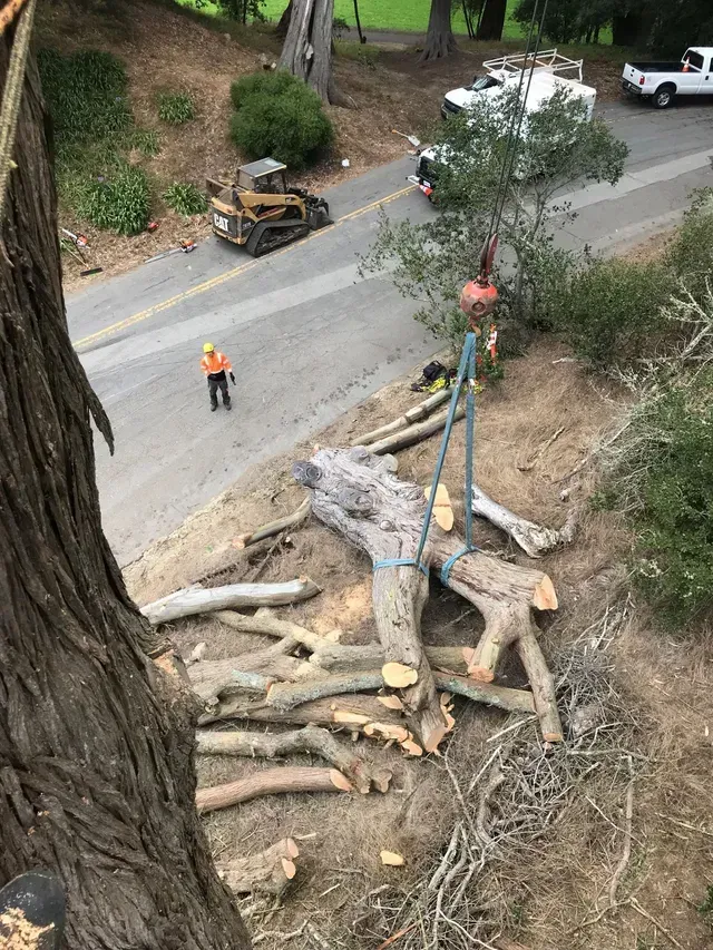 A pile of logs laying on the grass in front of a building  in Stockton, CA.