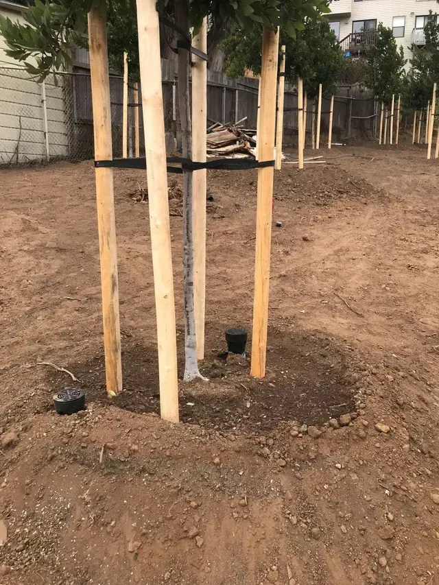 A person wearing yellow gloves is planting a small plant in the dirt in Stockton, CA.