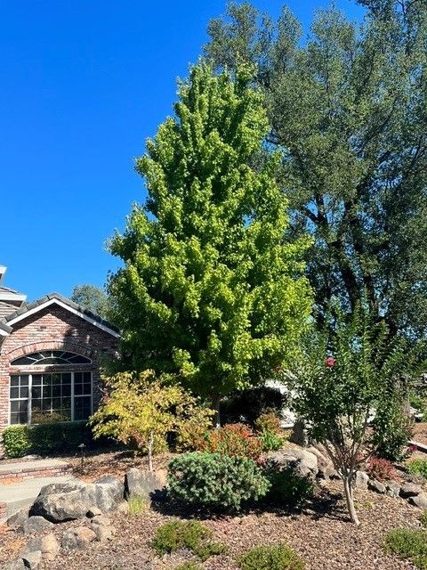 A person is using a hedge trimmer to trim a tree in front of a brick building  in Stockton, CA.