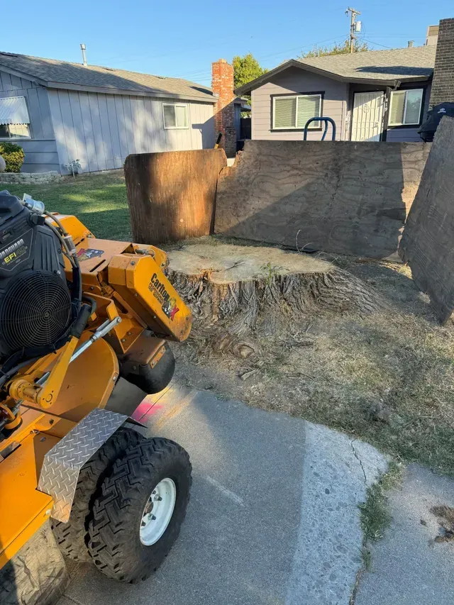A stump grinder is cutting a tree stump in a yard in Stockton, CA.
