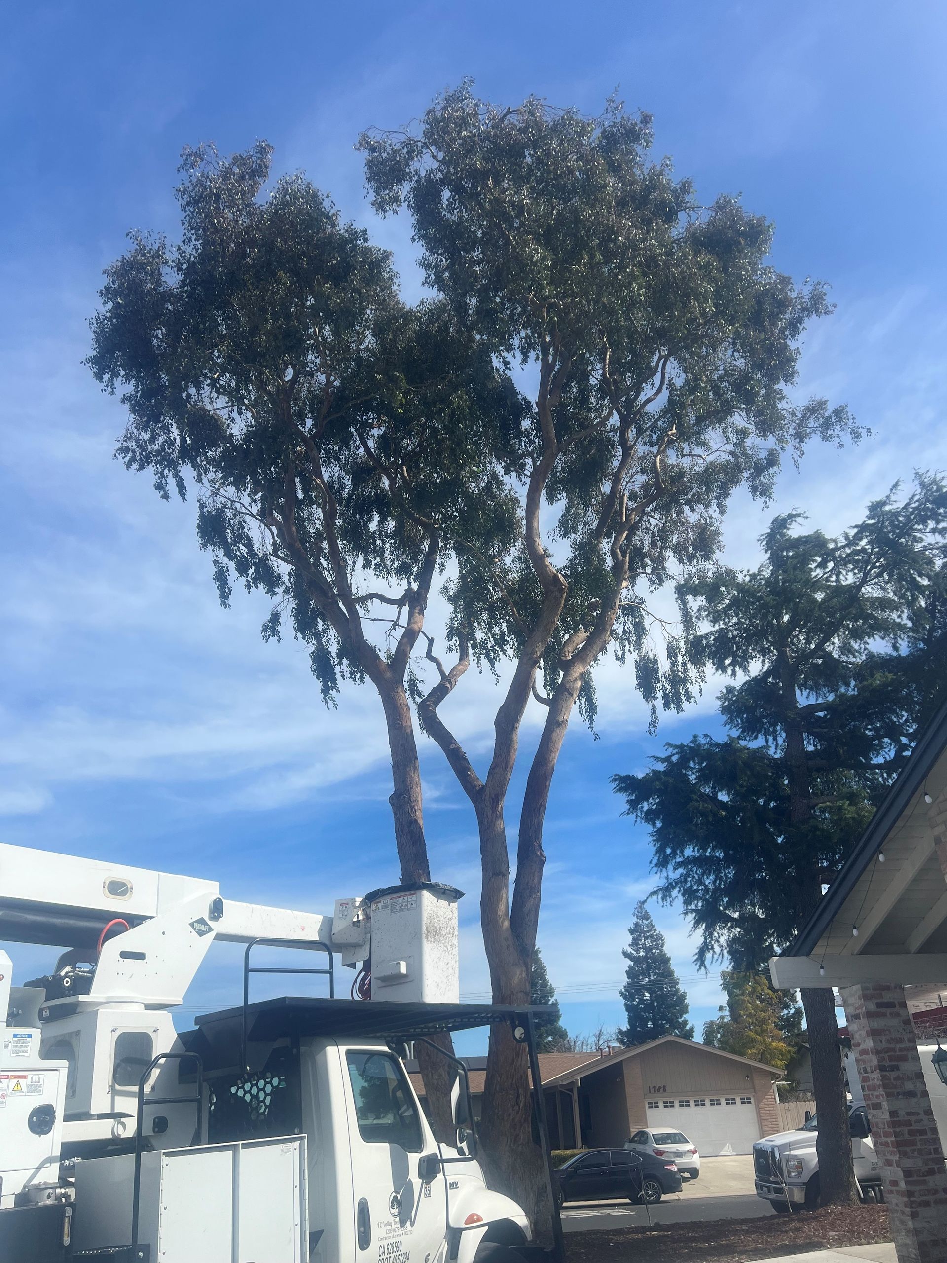 Tree Pruning in Stockton, CA - FC Valley Tree Care Inc.