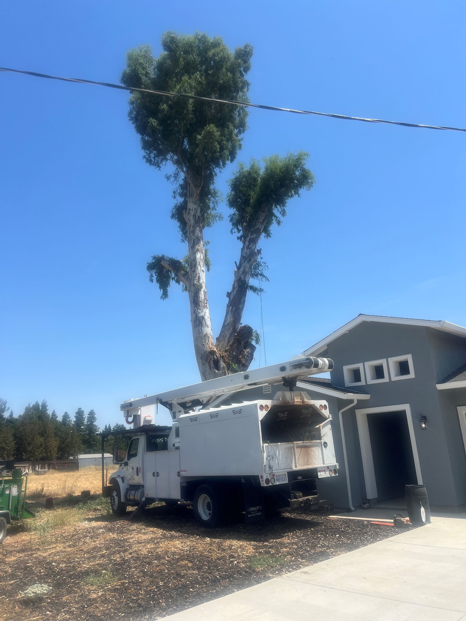 Tree Removal in Stockton, CA - FC Valley Tree Care Inc.