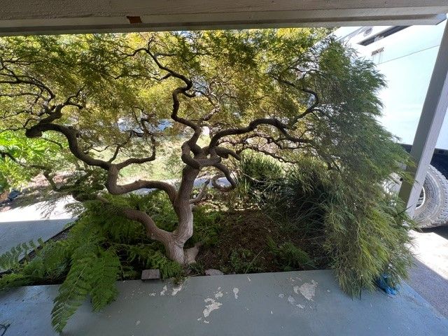 Tree Pruning in Stockton, CA - FC Valley Tree Care Inc.