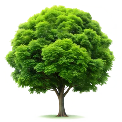 A tree with lots of green leaves on a white background in Stockton, CA.