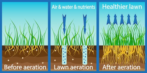 Lawn aeration tips to help you grass breathe