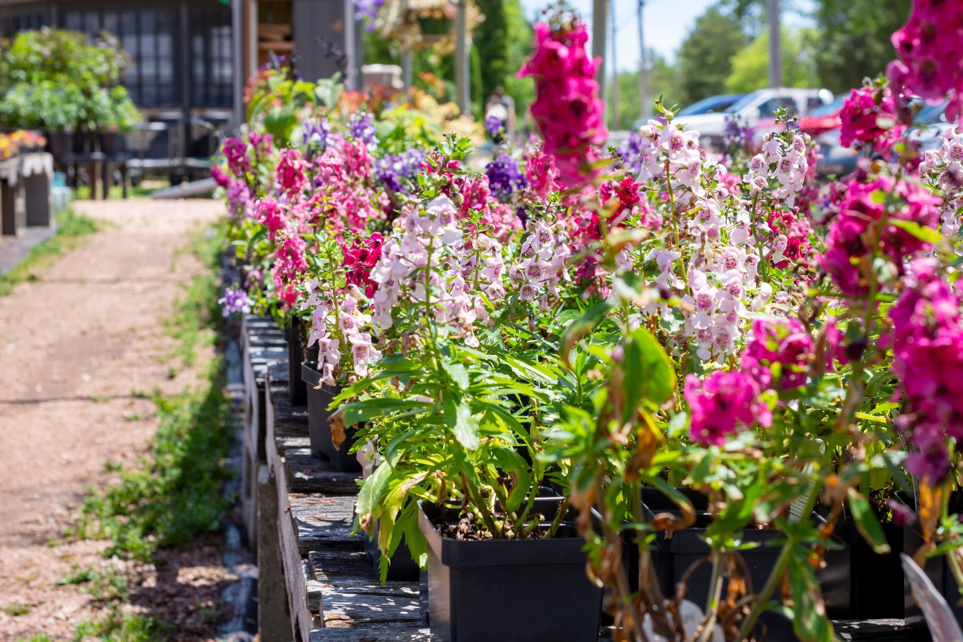 Angelonia’s flowers.