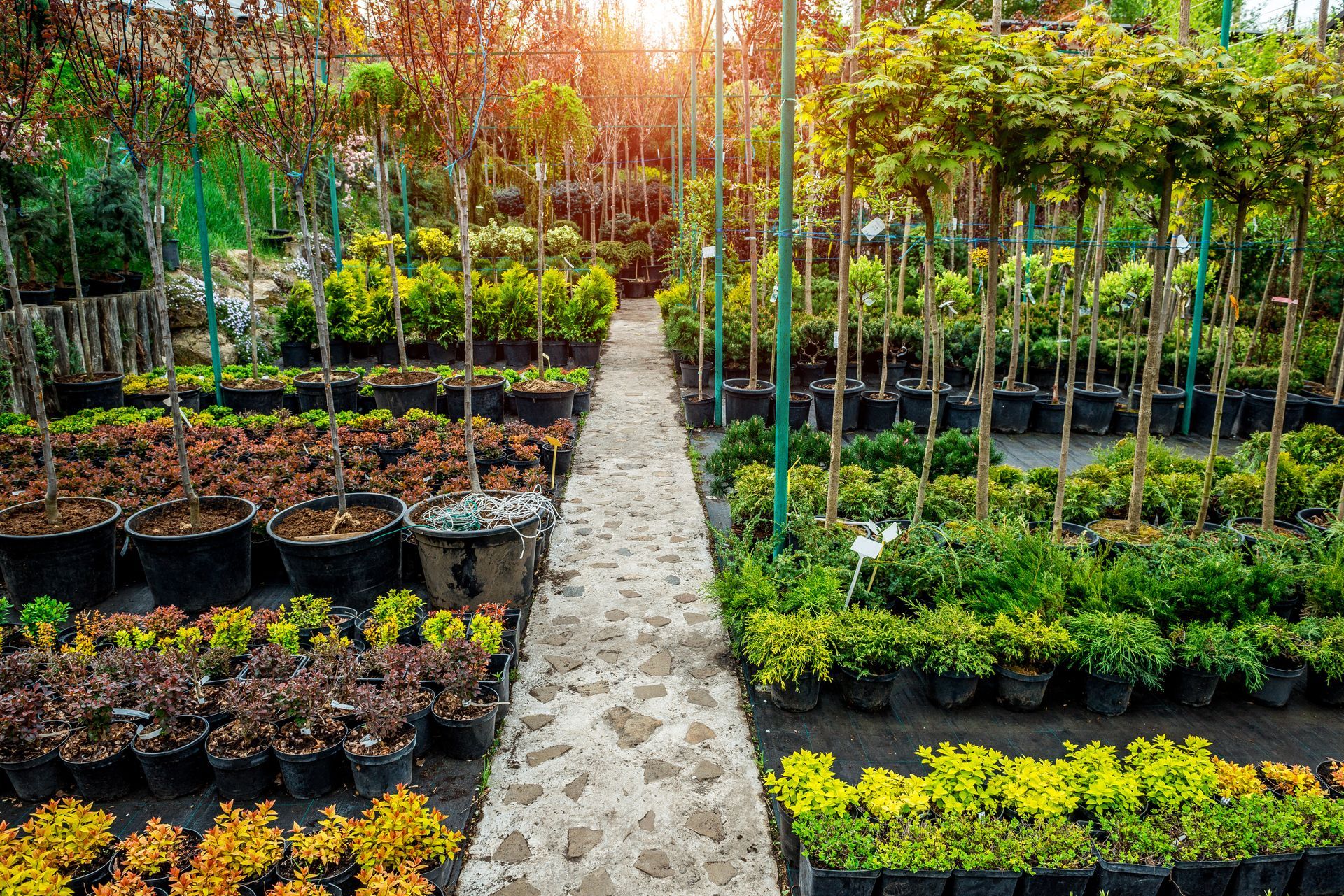 A stone path leads through a nursery filled with rows of potted trees and small plants under a sunny, golden sky.