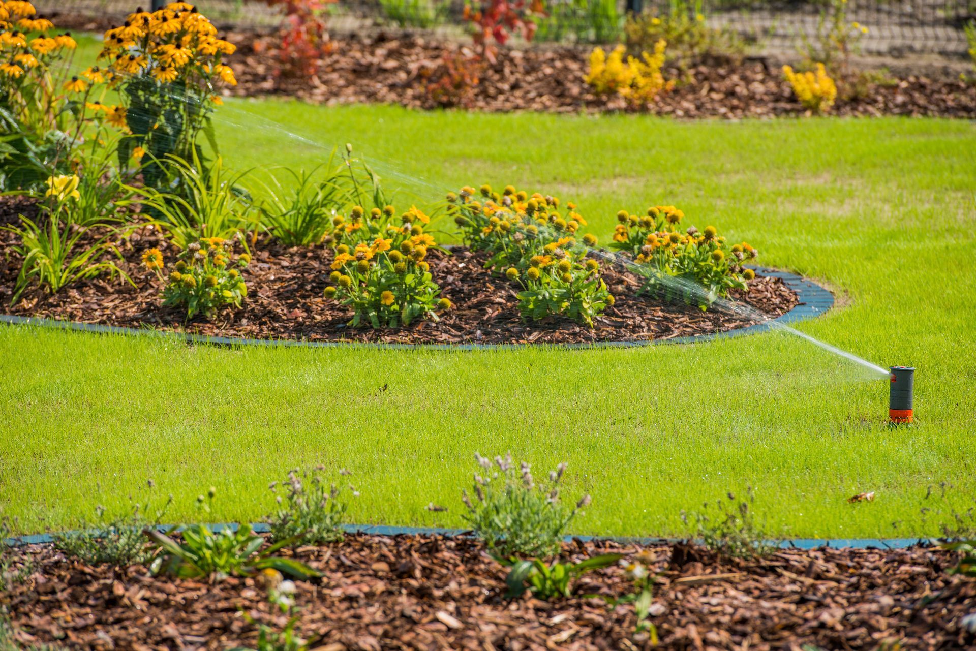 A sprinkler waters a green lawn between flower beds filled with yellow blossoms and mulch in a sunny garden.