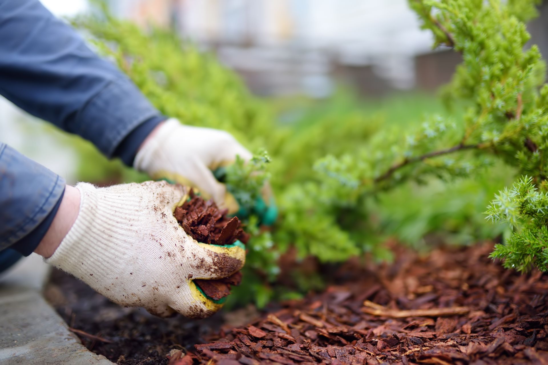 A person wearing work gloves spreads brown wood mulch around a green shrub in a garden.