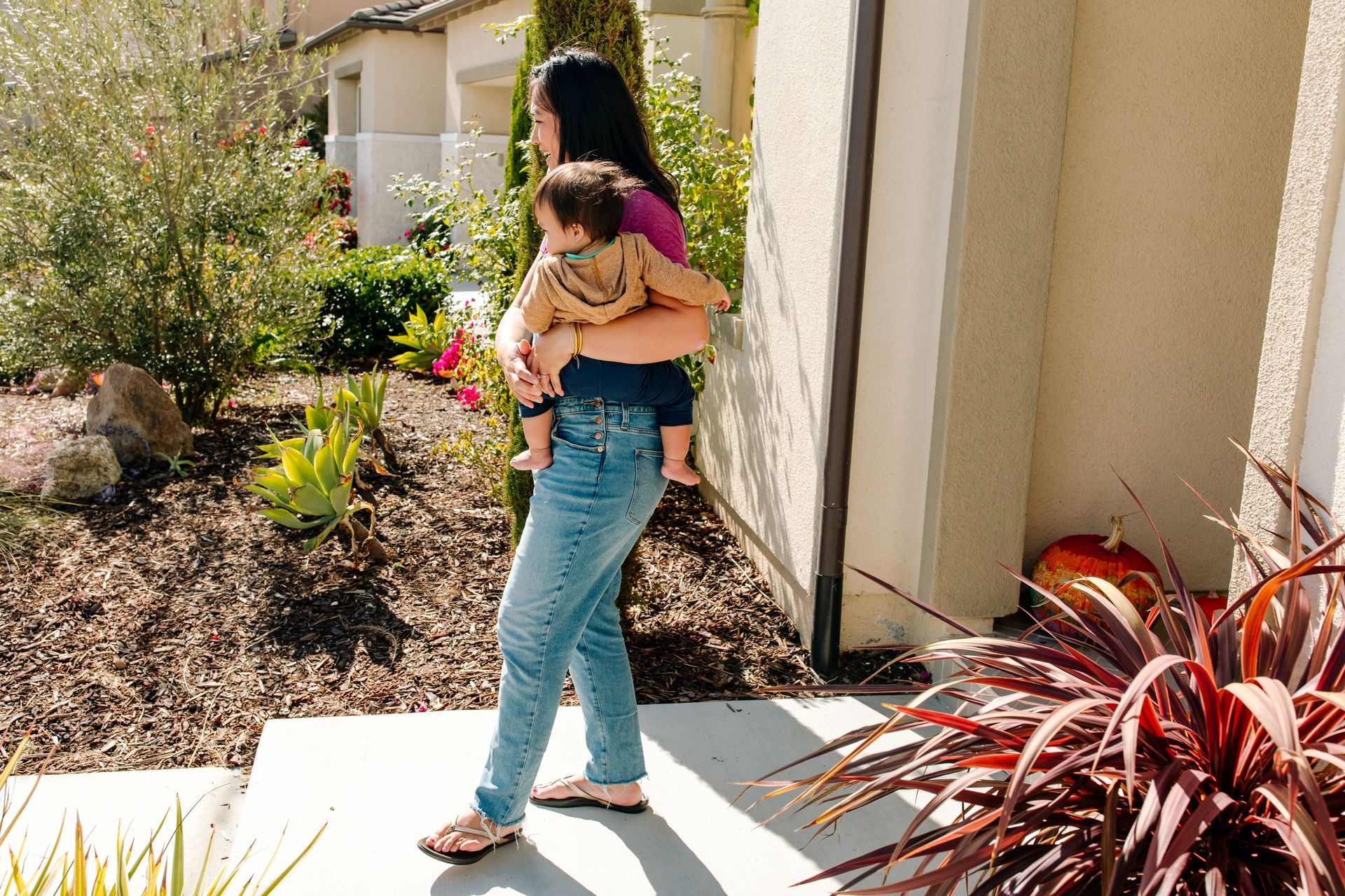 Juniper bushes in black pots, reddish-purple foliage, lined up outdoors.