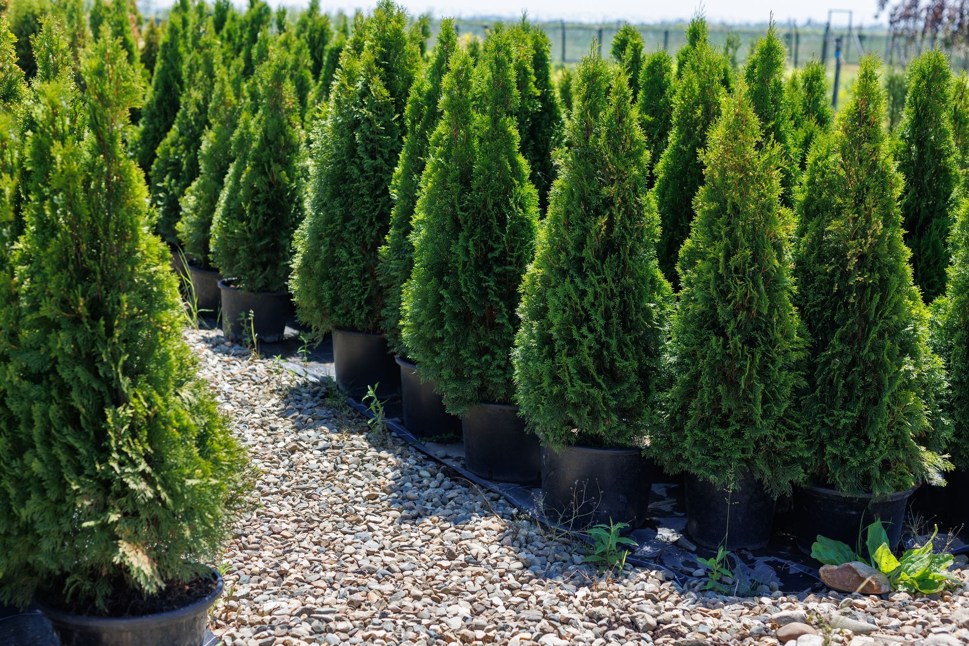 Rows of potted green evergreen trees in a nursery field with gravel ground.