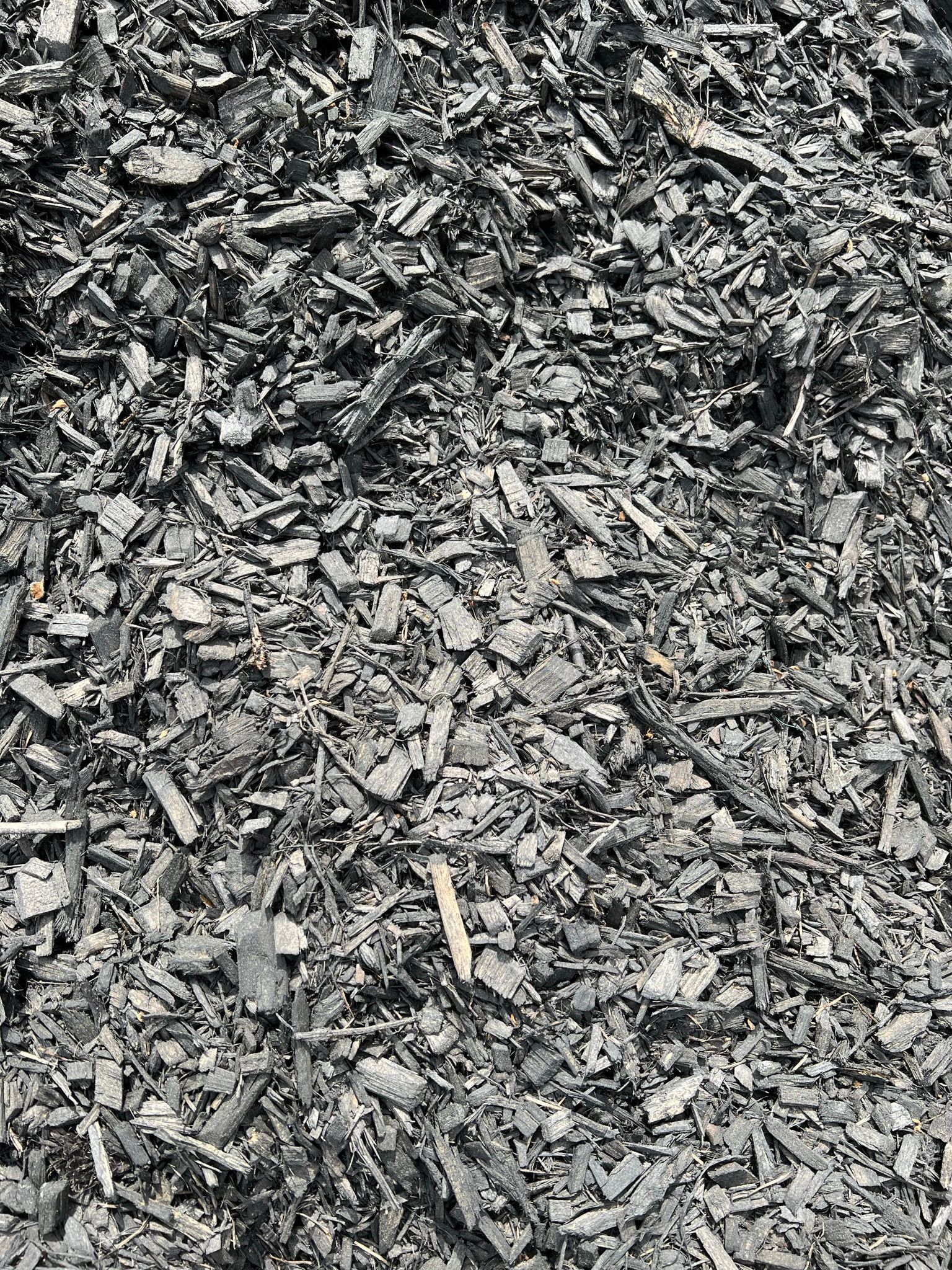 Black mulch, a ground covering, fills the frame.