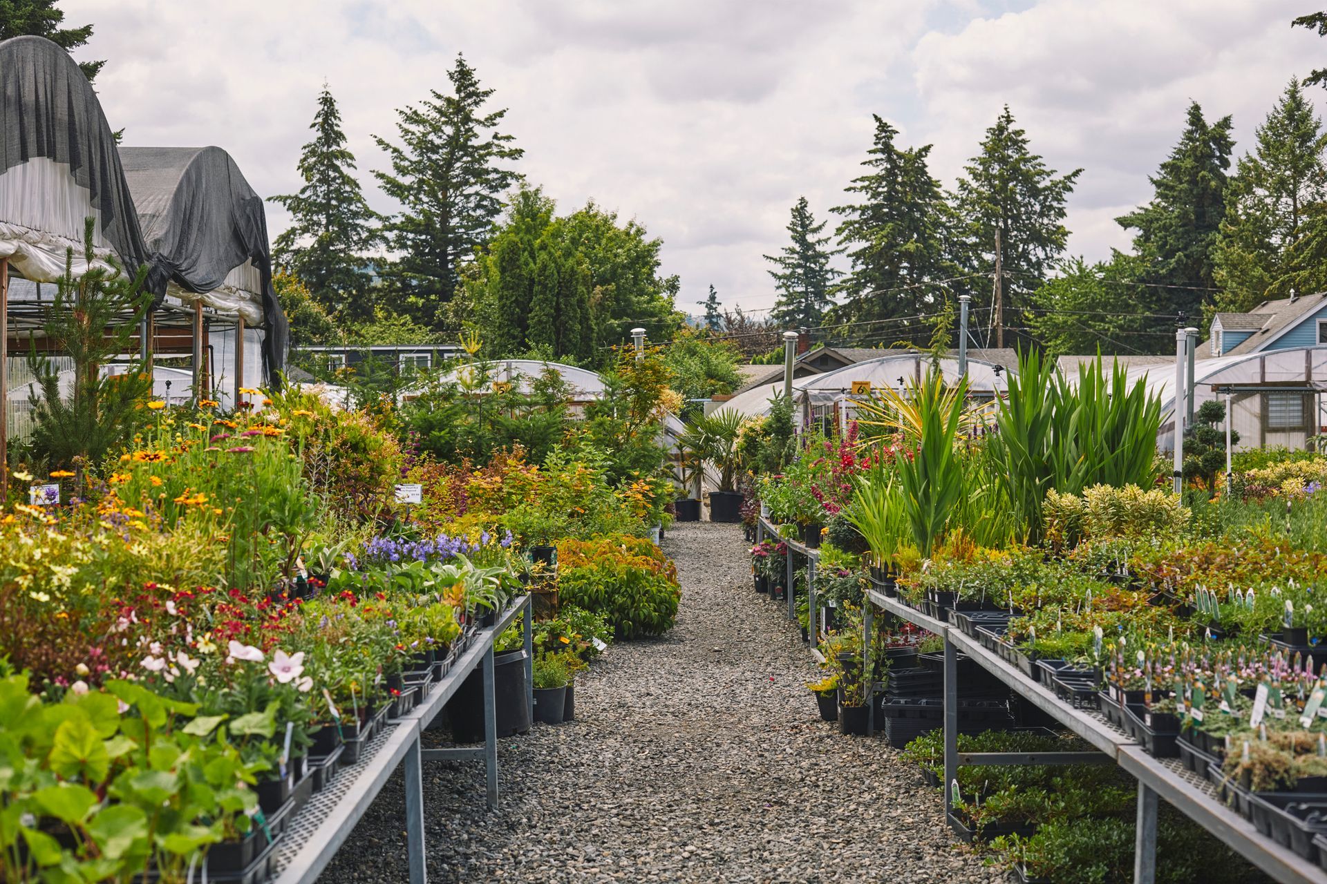 Outdoor landscape plant nursery with small and large plants for sale in rows under sunlight. Outdoor landscape plant nursery with small and large plants for sale in rows under sunlight.