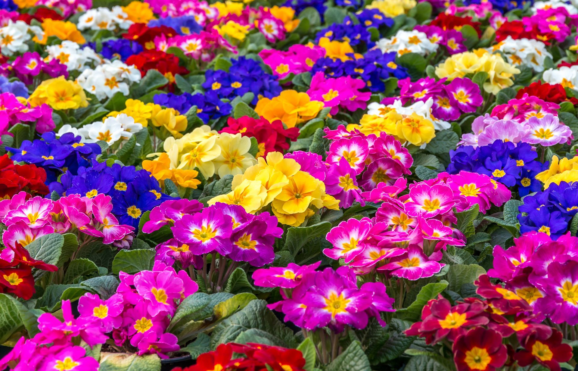 A group of colorful flowers