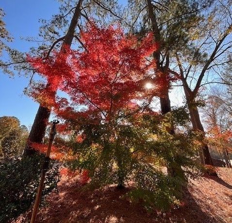Redmill — Flowers and Garden Path Landscape in Durham, NC Red and green Japanese maple tree in a sunny yard; fall foliage.
