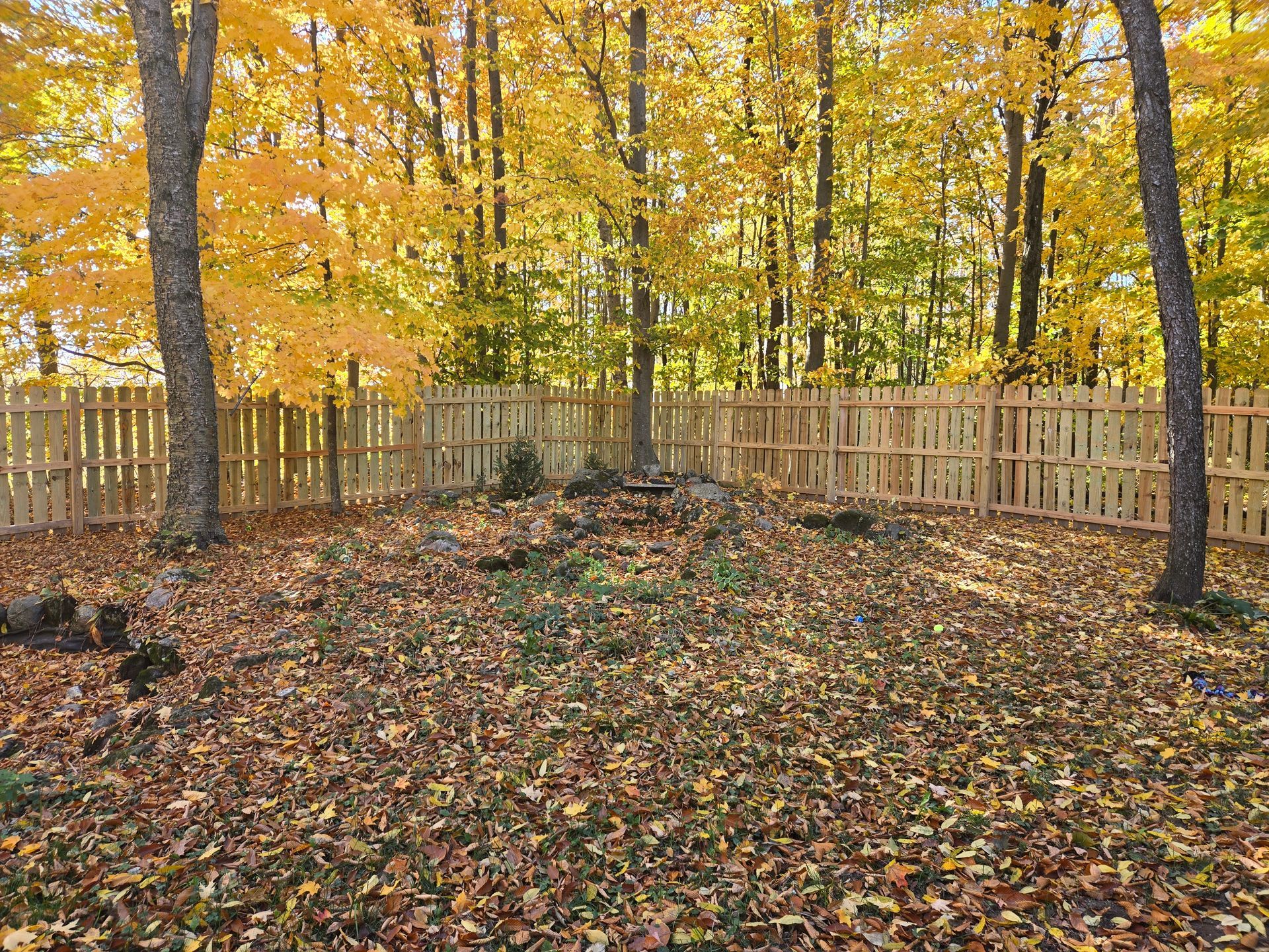 A backyard covered in autumn leaves, surrounded by a wooden fence and trees with yellow foliage.