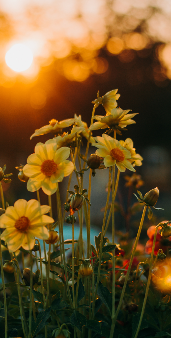 image of flowers bought from a flower mall in Bedfordview