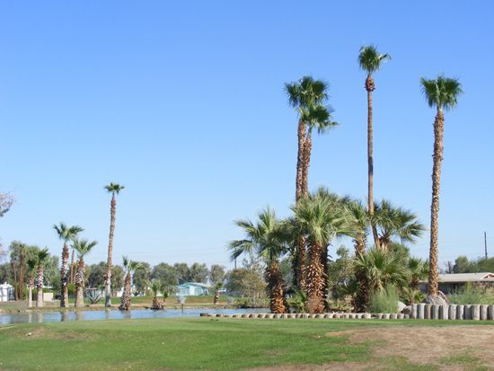 Palm trees stand near a body of water and green lawn under a clear blue sky.
