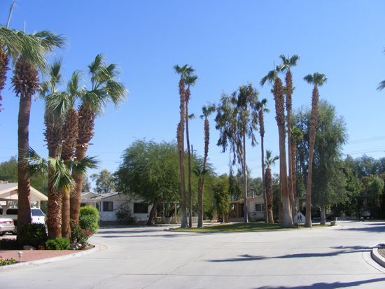 Street lined with tall palm trees and houses on a sunny day.