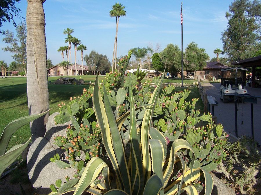 Desert landscape with cacti and agave in foreground, buildings, palm trees, and golf cart in background.