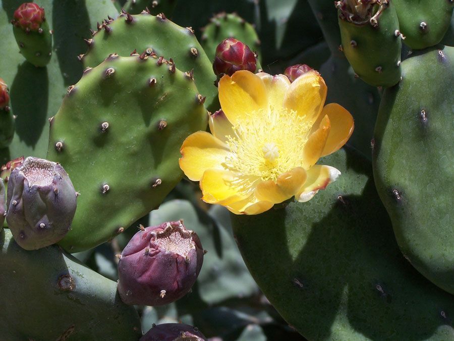 Cactus with yellow flower, green pads, and purple fruit.