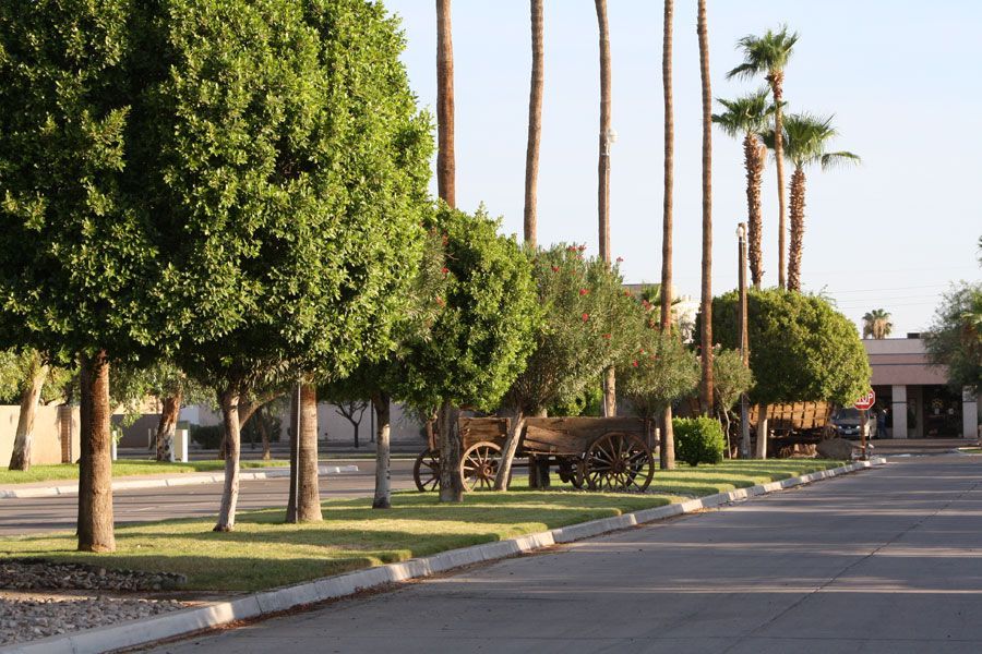 Street with trees, a wooden wagon, and palm trees. Sunny day with buildings in the background.