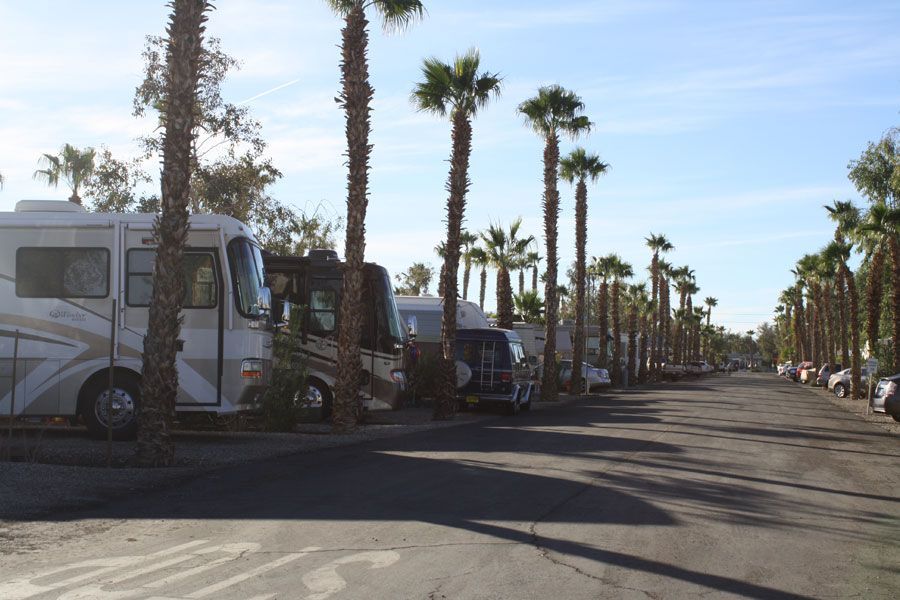 RV park with palm trees lining a paved road, parked motorhomes on either side.