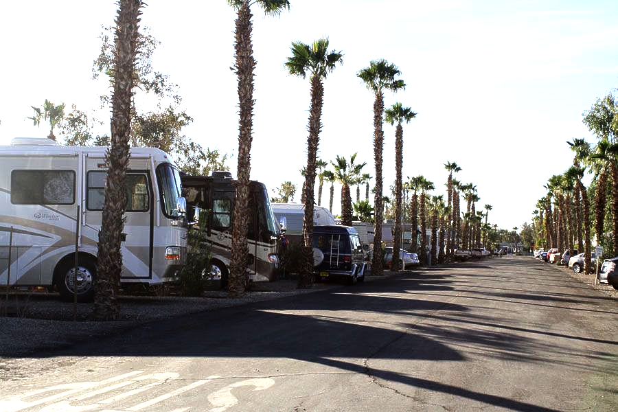 RVs parked on a paved road, lined with tall palm trees under a bright sky.