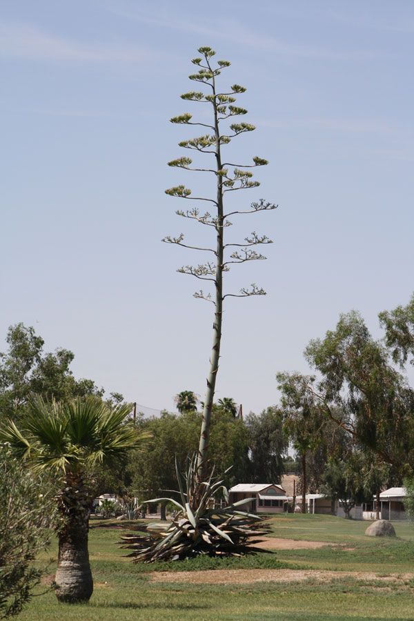 Tall agave plant with a flowering stalk, surrounded by other desert vegetation and a light blue sky.