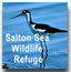 Black-necked stilt in the Salton Sea, California; text