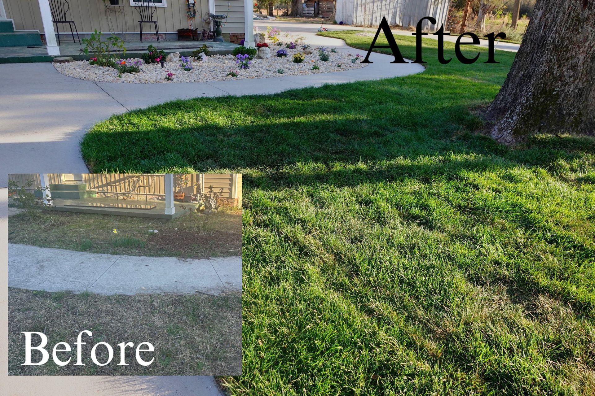 Side-by-side comparison of a yard: before, brown grass; after, green grass with a flowerbed and tree.